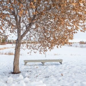 A tree over a bench in winter