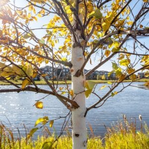 A birch tree in the autumn