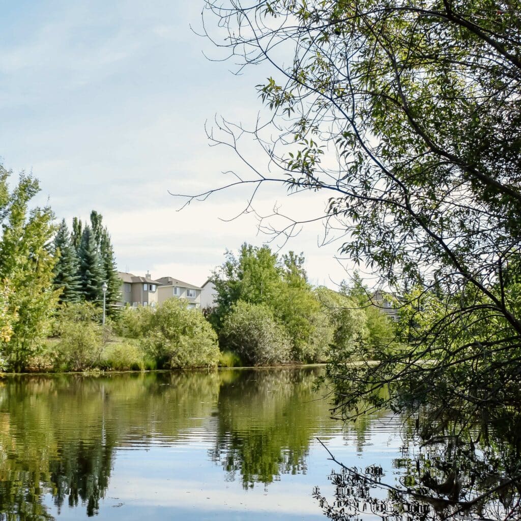 A pond surrounded by lush vegetation