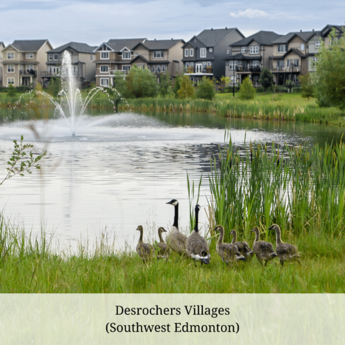 A family of geese gather beside a pond which has a fountain spraying in the middle