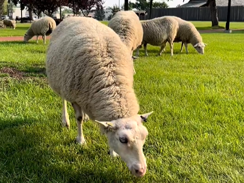 Sheep eating green grass