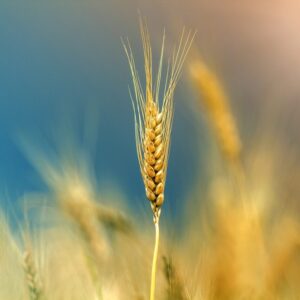 Golden wheat stalk against a blue sky